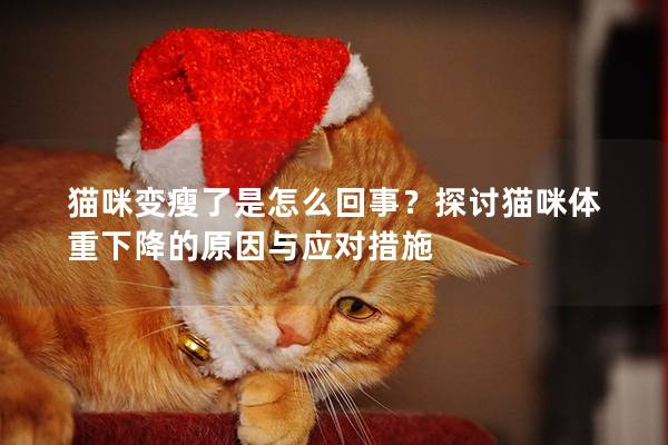 猫咪变瘦了是怎么回事？探讨猫咪体重下降的原因与应对措施