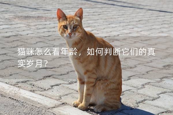 猫咪怎么看年龄，如何判断它们的真实岁月？