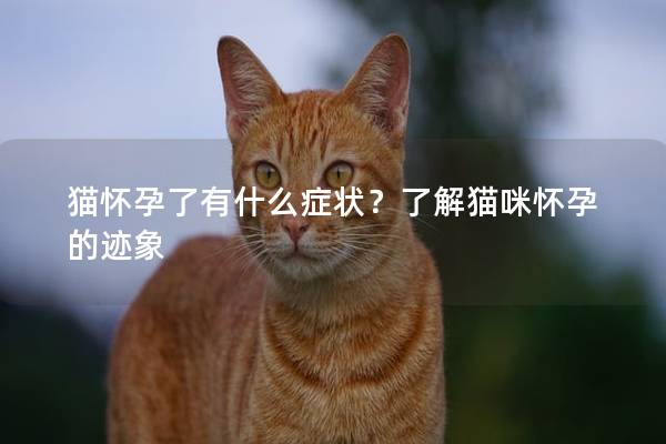 猫怀孕了有什么症状？了解猫咪怀孕的迹象