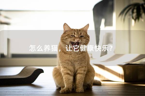 怎么养猫，让它健康快乐？