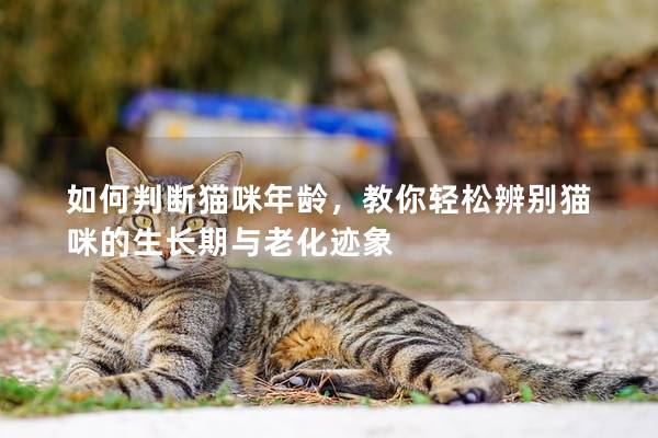 如何判断猫咪年龄，教你轻松辨别猫咪的生长期与老化迹象