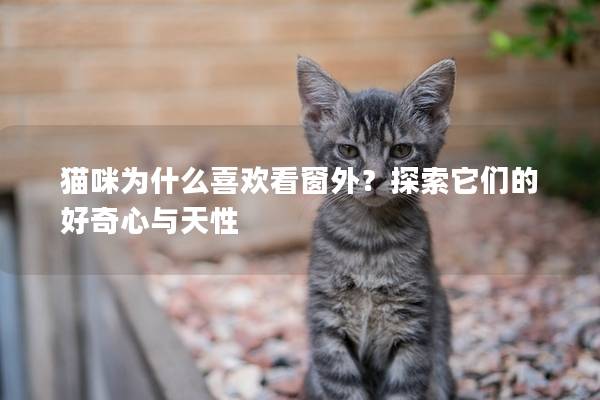 猫咪为什么喜欢看窗外？探索它们的好奇心与天性