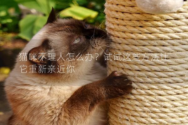 猫咪不理人怎么办？试试这些方法让它重新亲近你