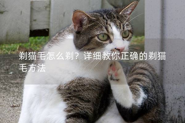 剃猫毛怎么剃？详细教你正确的剃猫毛方法