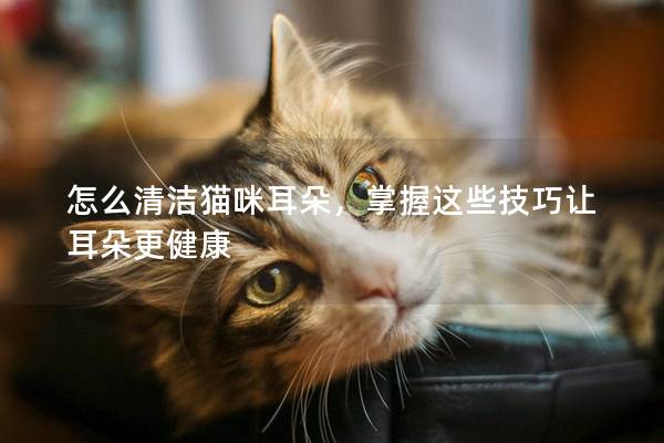 怎么清洁猫咪耳朵，掌握这些技巧让耳朵更健康