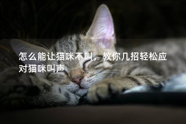 怎么能让猫咪不叫，教你几招轻松应对猫咪叫声