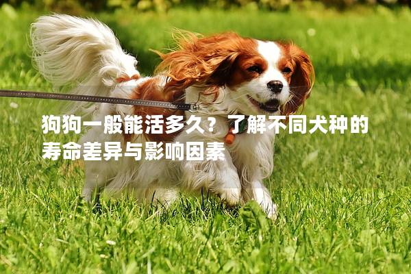 狗狗一般能活多久？了解不同犬种的寿命差异与影响因素