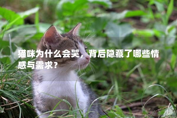 猫咪为什么会哭，背后隐藏了哪些情感与需求？