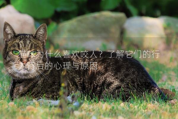 猫咪为什么喜欢咬人？了解它们的行为背后的心理与原因