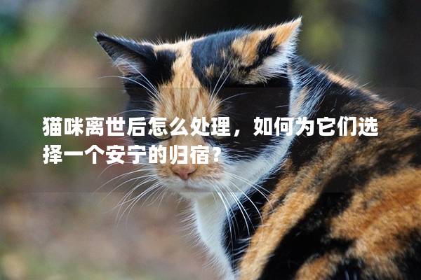 猫咪离世后怎么处理，如何为它们选择一个安宁的归宿？