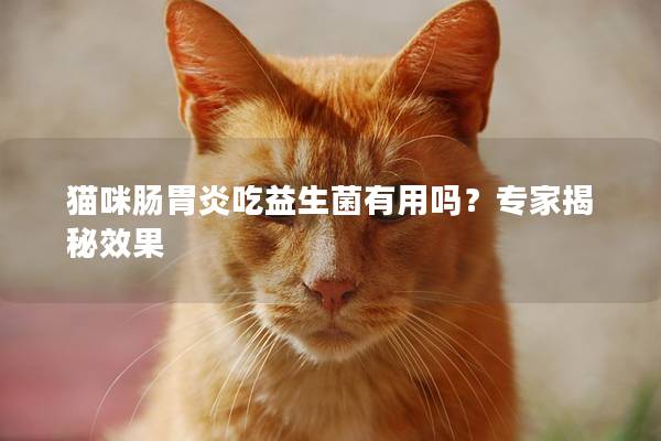 猫咪肠胃炎吃益生菌有用吗？专家揭秘效果