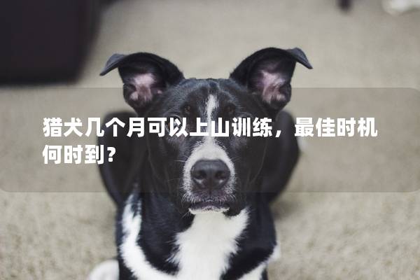 猎犬几个月可以上山训练，最佳时机何时到？