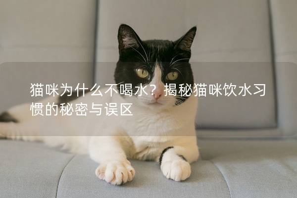 猫咪为什么不喝水？揭秘猫咪饮水习惯的秘密与误区