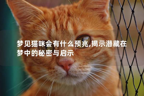 梦见猫咪会有什么预兆,揭示潜藏在梦中的秘密与启示