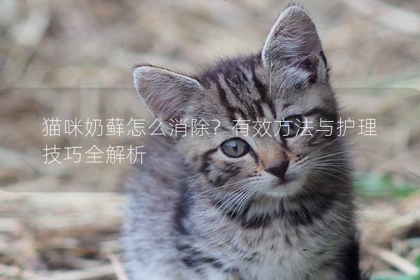 猫咪奶藓怎么消除？有效方法与护理技巧全解析