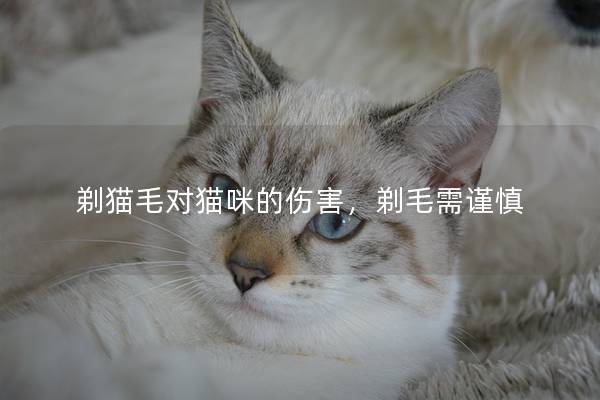 剃猫毛对猫咪的伤害，剃毛需谨慎