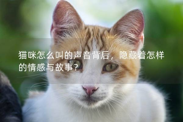 猫咪怎么叫的声音背后，隐藏着怎样的情感与故事？