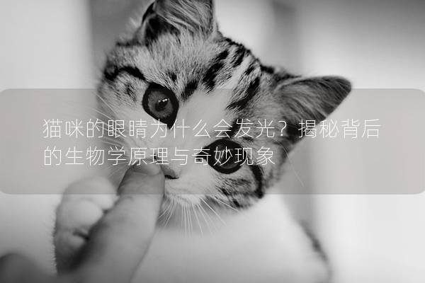 猫咪的眼睛为什么会发光？揭秘背后的生物学原理与奇妙现象