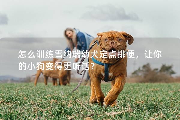 怎么训练雪纳瑞幼犬定点排便，让你的小狗变得更听话？