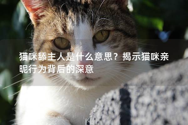 猫咪舔主人是什么意思？揭示猫咪亲昵行为背后的深意