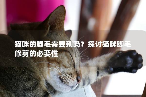 猫咪的脚毛需要剃吗？探讨猫咪脚毛修剪的必要性