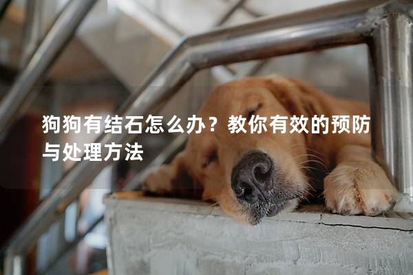 狗狗有结石怎么办？教你有效的预防与处理方法