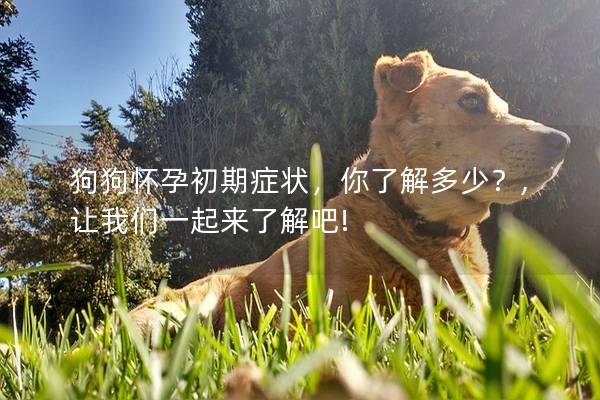 狗狗怀孕初期症状，你了解多少？,让我们一起来了解吧!