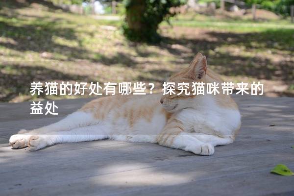 养猫的好处有哪些？探究猫咪带来的益处