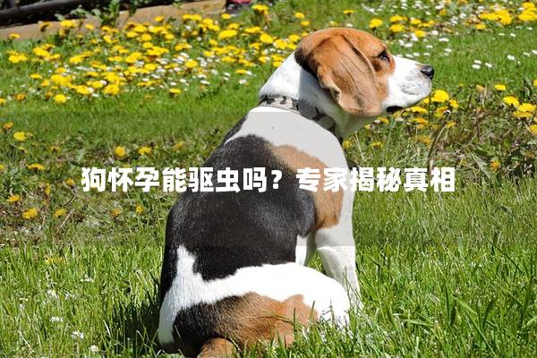 狗怀孕能驱虫吗？专家揭秘真相