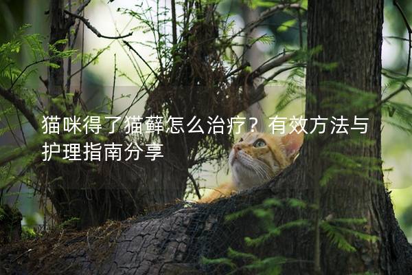 猫咪得了猫藓怎么治疗？有效方法与护理指南分享