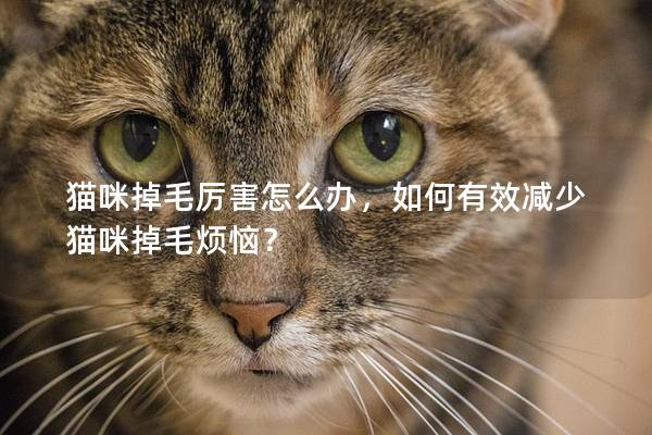 猫咪掉毛厉害怎么办，如何有效减少猫咪掉毛烦恼？