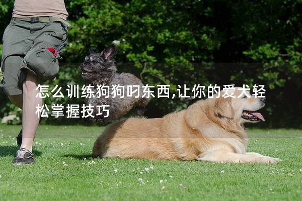 怎么训练狗狗叼东西,让你的爱犬轻松掌握技巧