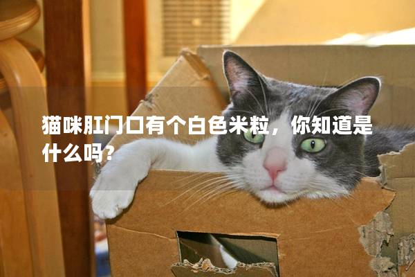 猫咪肛门口有个白色米粒，你知道是什么吗？