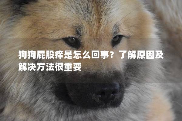 狗狗屁股痒是怎么回事？了解原因及解决方法很重要