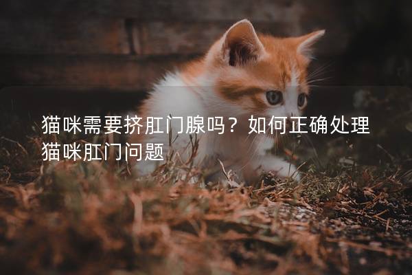 猫咪需要挤肛门腺吗？如何正确处理猫咪肛门问题