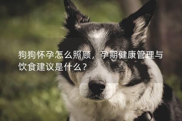 狗狗怀孕怎么照顾，孕期健康管理与饮食建议是什么？