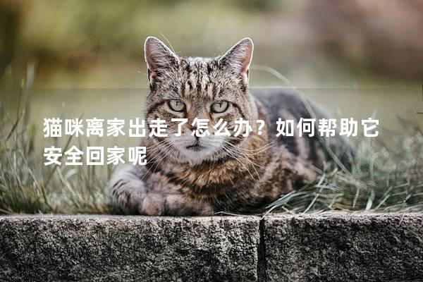 猫咪离家出走了怎么办？如何帮助它安全回家呢