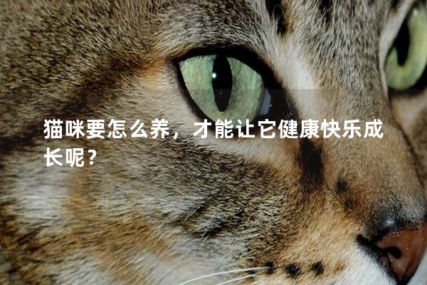 猫咪要怎么养，才能让它健康快乐成长呢？