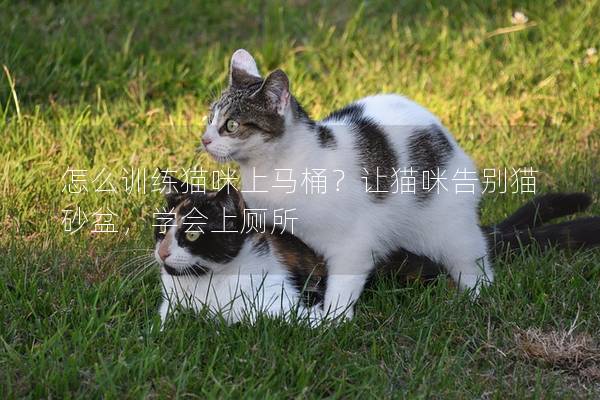 怎么训练猫咪上马桶？让猫咪告别猫砂盆，学会上厕所