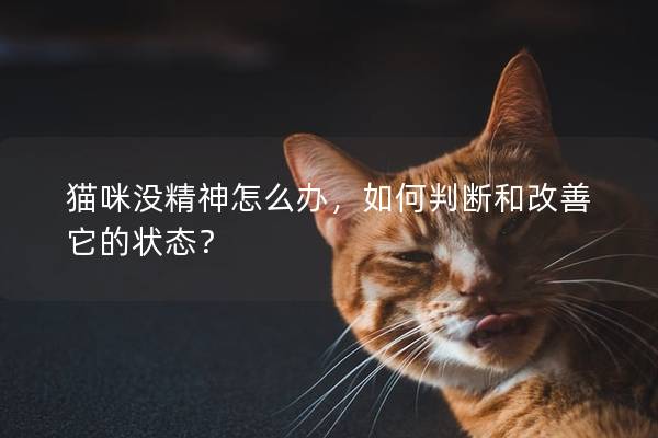 猫咪没精神怎么办，如何判断和改善它的状态？