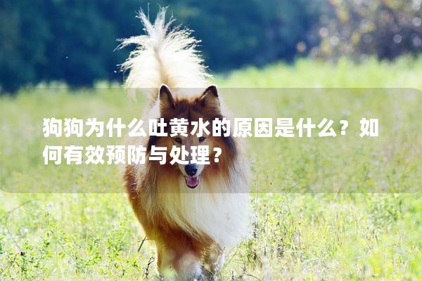 狗狗为什么吐黄水的原因是什么？如何有效预防与处理？