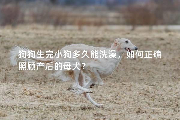 狗狗生完小狗多久能洗澡，如何正确照顾产后的母犬？