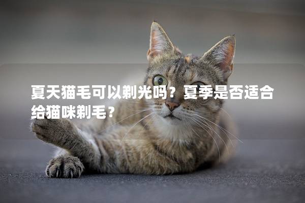 夏天猫毛可以剃光吗？夏季是否适合给猫咪剃毛？