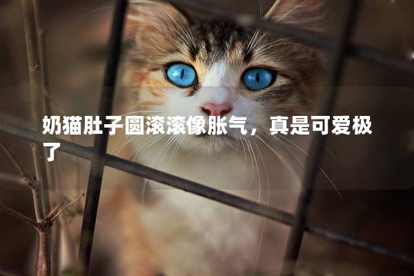 奶猫肚子圆滚滚像胀气，真是可爱极了