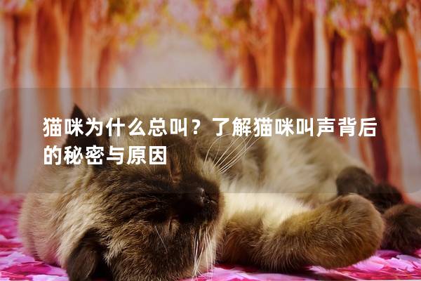 猫咪为什么总叫？了解猫咪叫声背后的秘密与原因