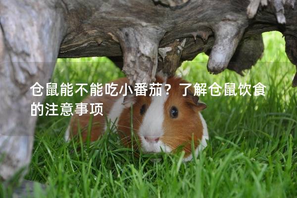 仓鼠能不能吃小番茄?了解仓鼠饮食的注意事项 仓鼠能不能吃小番茄?了解仓鼠饮食的注意事项