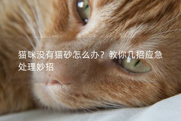 猫咪没有猫砂怎么办？教你几招应急处理妙招