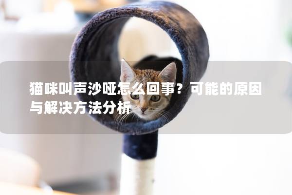 猫咪叫声沙哑怎么回事？可能的原因与解决方法分析