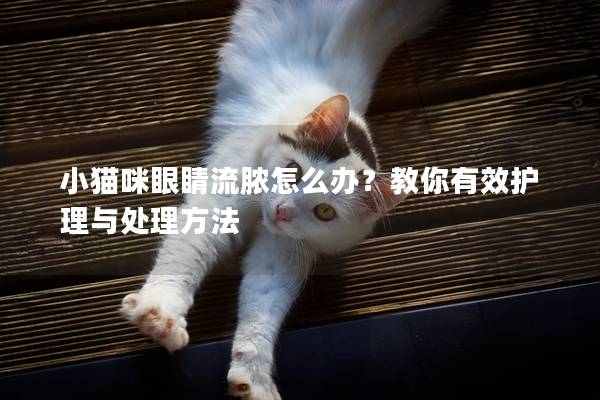 小猫咪眼睛流脓怎么办？教你有效护理与处理方法