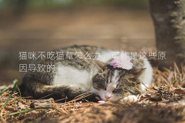 猫咪不吃猫草怎么办，可能是这些原因导致的